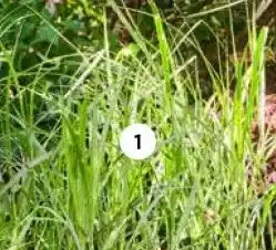 Intratuin Prachtriet (Miscanthus sin. 'Strictus'). aanbieding