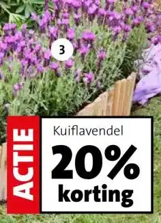 Intratuin Kuiflavendel (Lavandula stoechas 'Anouk'). aanbieding