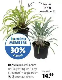 Intratuin Hartlelie (Hosta). aanbieding