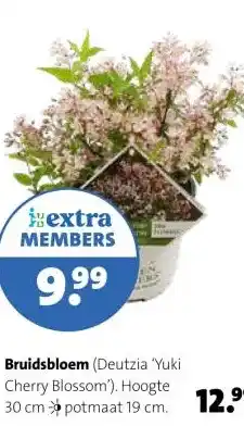 Intratuin Bruidsbloem (Deutzia 'Yuki Cherry Blossom'). aanbieding