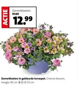 Intratuin Zomerbloeiers in gekleurde terraspot. aanbieding