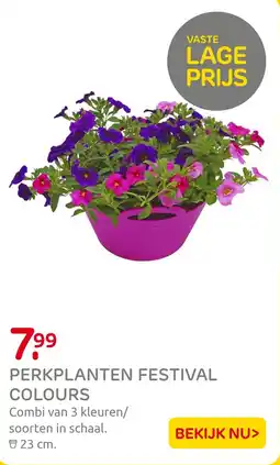 Praxis Perkplanten festival colours aanbieding