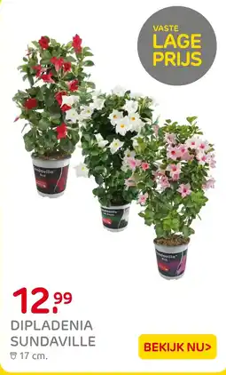 Praxis Dipladenia sundaville aanbieding