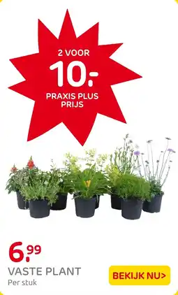 Praxis Vaste plant aanbieding