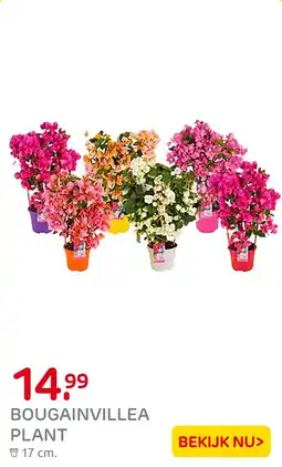 Praxis Bougainvillea plant aanbieding