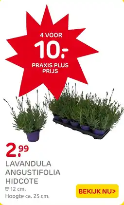 Praxis Lavandula angustifolia hidcote aanbieding