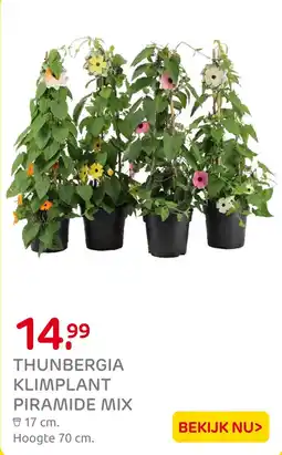 Praxis Thunbergia klimplant piramide mix aanbieding