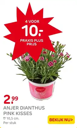 Praxis Anjer dianthus pink kisses aanbieding