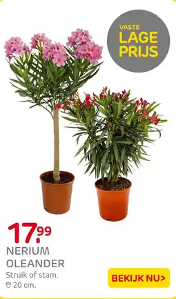 Praxis Nerium oleander aanbieding