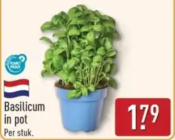 ALDI Basilicum in Pot aanbieding