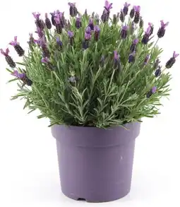 Intratuin Kuiflavendel (Lavandula stoechas 'Anouk') D 19 H 44 cm aanbieding