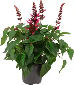 Intratuin Siersalie (Salvia 'Salgoon Lake Flamingo') D 17 H 50 cm aanbieding