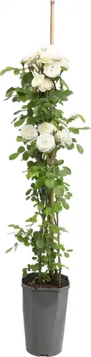 Intratuin Roos (Rosa 'Perfume Dreams') D 19 H 70 cm aanbieding