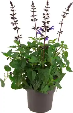 Intratuin Siersalie (Salvia 'Salgoon Lake Blueberry') D 17 H 50 cm aanbieding