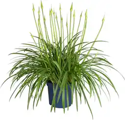 Intratuin Afrikaanse lelie (Agapanthus 'Amourette Superb White') D 23 H 70 cm aanbieding
