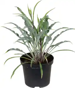 Intratuin Hartlelie (Hosta 'Silly String') D 19 H 30 cm aanbieding