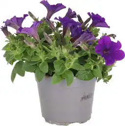 Intratuin Petunia (Petunia 'Trilogy Blue') D 13 H 20 cm aanbieding