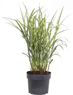 Intratuin Chinees Riet (Miscanthus sinensis 'Strictus') D 19 H 50 cm aanbieding