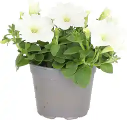 Intratuin Petunia (Petunia 'Trilogy White') D 13 H 20 cm aanbieding