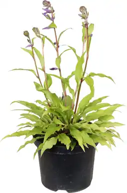 Intratuin Hartlelie (Hosta 'Party Streamers') D 19 H 30 cm aanbieding