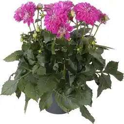 Intratuin Dahlia (Dahlia 'Suniq Lila-Paars') D 23 H 60 cm aanbieding