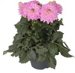 Intratuin Dahlia (Dahlia 'Suniq Lavendel') D 23 H 60 cm aanbieding