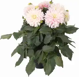 Intratuin Dahlia (Dahlia 'Suniq Wit-Roze Avalance') D 23 H 60 cm aanbieding