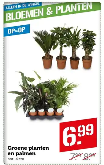 Coop Groene planten en palmen pot 14 cm aanbieding