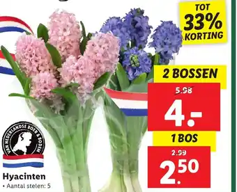 Lidl Hyacinten aanbieding