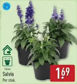 ALDI Salvia aanbieding