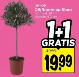 Vomar Voordeelmarkt Olijfboom op Stam aanbieding