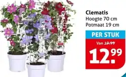 Hoogvliet Clematis aanbieding