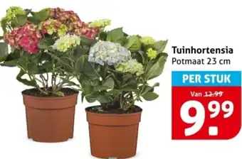 Hoogvliet Tuinhortensia aanbieding