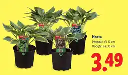 Lidl Hosta aanbieding