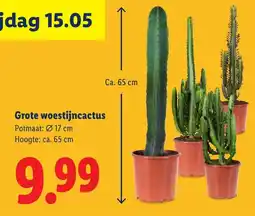 Lidl Grote woestijncactus aanbieding