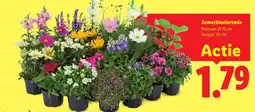 Lidl Zomerbloeiersmix aanbieding