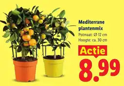 Lidl Mediterrane plantenmix aanbieding