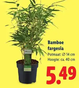 Lidl Bamboe fargesia aanbieding