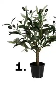 Kwantum Olijf aanbieding