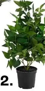 Kwantum Nageia aanbieding
