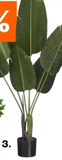 Kwantum Strelitzia aanbieding