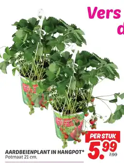 Dekamarkt Aardbeienplant in hangpot aanbieding