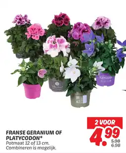 Dekamarkt Franse geranium of platycodon aanbieding