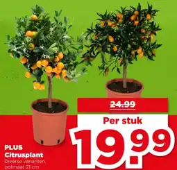 PLUS Plus citrusplant aanbieding