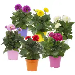 Albert Heijn AH Dahlia plant aanbieding