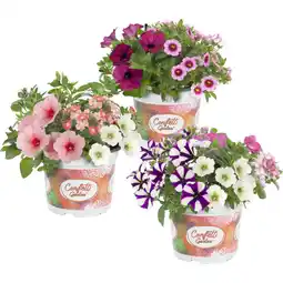 Albert Heijn AH Confetti garden p15 aanbieding