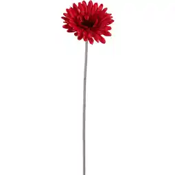 Albert Heijn Bloemencentrale Gerbera mix 58cm aanbieding