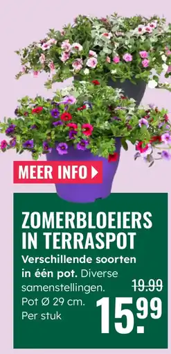 GroenRijk Zomerbloeiers in terraspot aanbieding