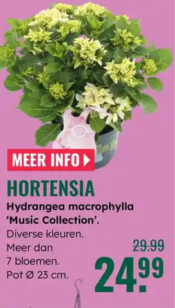 GroenRijk Hortensia Hydrangea macrophylla 'Music Collection'. aanbieding