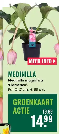 GroenRijk Medinilla magnifica 'Flamenco'. aanbieding